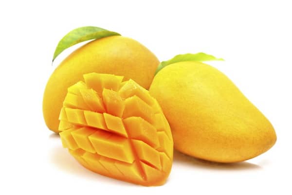 les chiens peuvent manger de la mangue