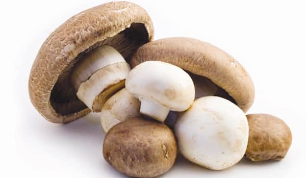 les chiens peuvent manger des champignons qui ne sont pas sauvages