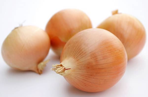 les chiens ne doivent pas manger d'oignons