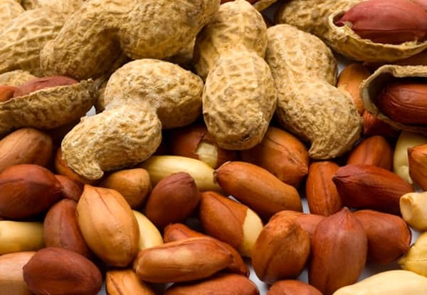 les chiens peuvent manger des cacahuètes avec modération