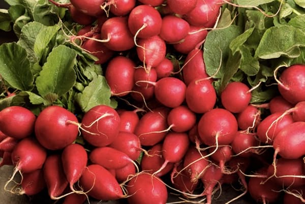 les chiens peuvent manger des radis