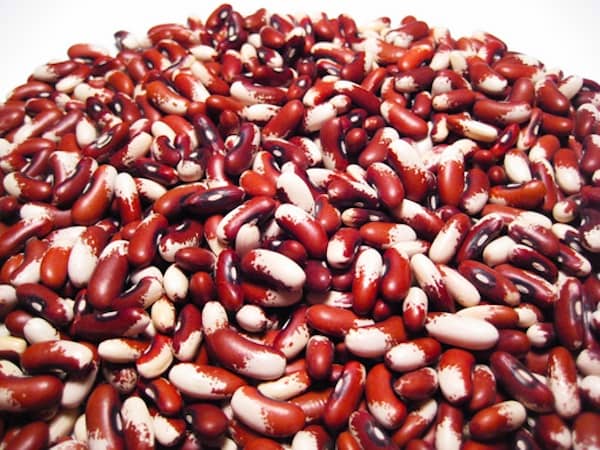 les chiens peuvent manger les haricots