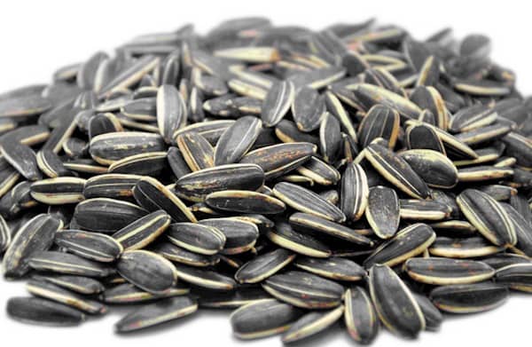 les chiens peuvent manger des graines de tournesol avec modétation