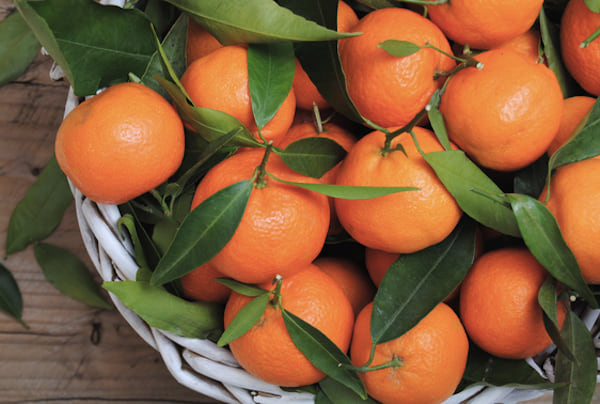 les chiens peuvent manger des mandarines