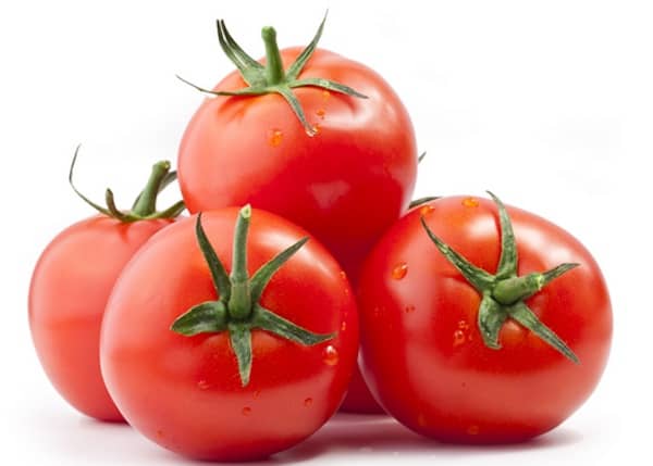 les chiens peuvent manger des tomates mûres