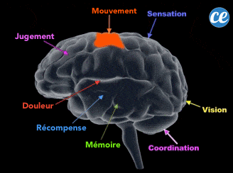 Faire du sexe augmente notre espérance de vie : voici un cerveau avec des rapports sexuels réguliers.