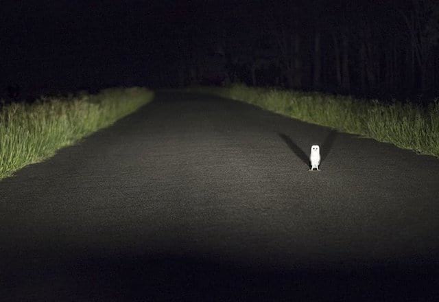 Chouette au milieu de la route dans la nuit