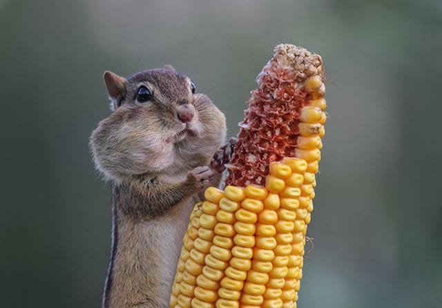Écureuil qui mange un épis de maïs 