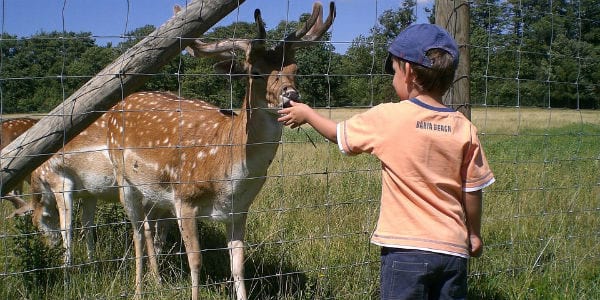 un enfant donne à manger à un cerf