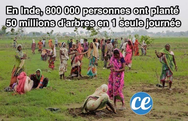 800 000 indiens qui plantent des arbres dans la terre