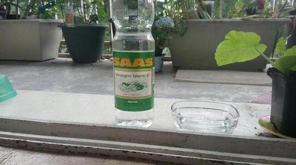 le vinaigre fait fuir les insectes