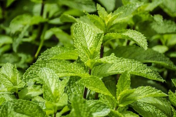 menthe araign&eacute;es