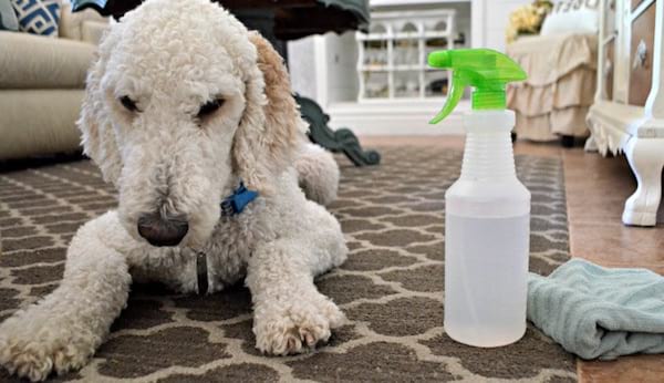 nettoyer les taches urines de chien avec vinaigre blanc