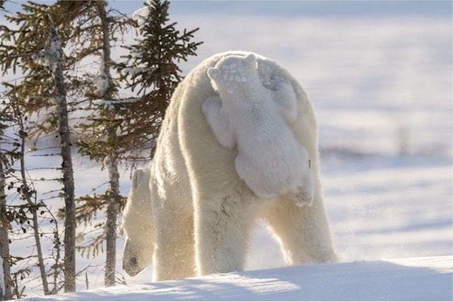 un bébé ourson blanc qui monte sur les fesses de sa maman ours blanc