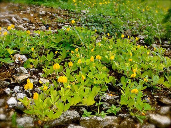Les fleurs de cacahuètes sont jaunes et poussent sur la terre