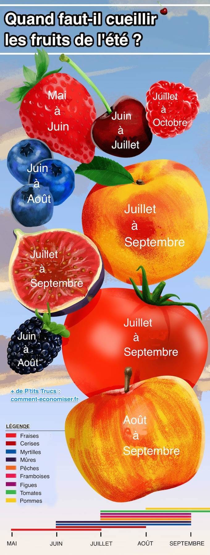 Calendrier de la cueillette des fruits été 