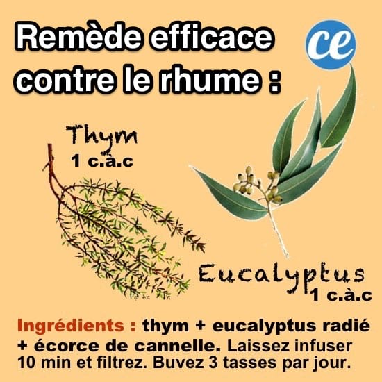 le remède naturel contre le rhume eucalyptus et thym