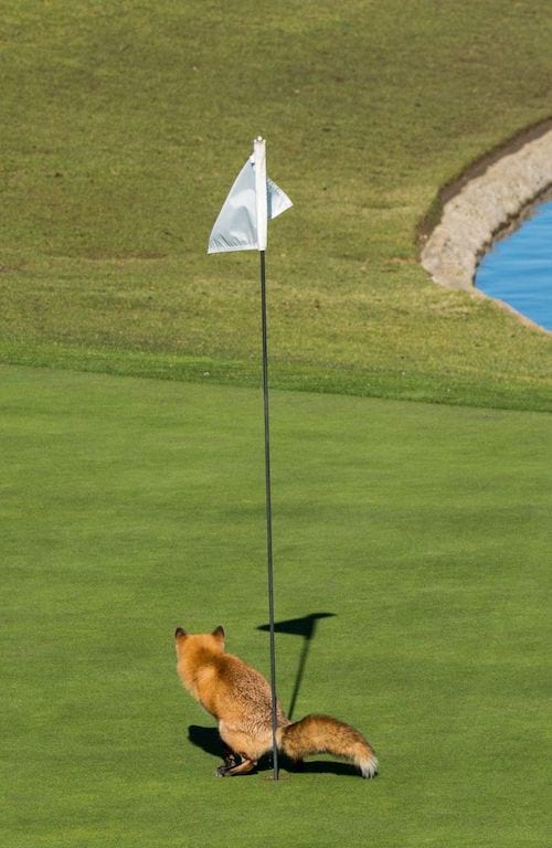 un renard qui fait caca dans un trou de golf