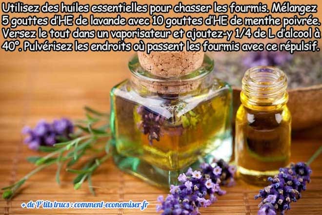 utilisez des huiles essentielles comme répulsif fourmis