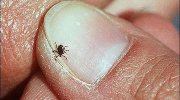 Répulsif contre les tiques