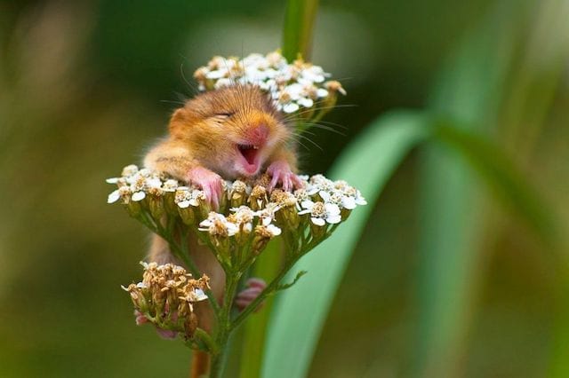 petite souris qui sourit dans une fleur