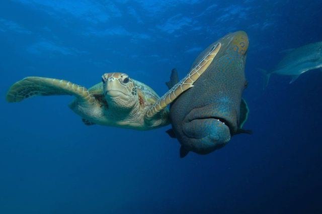 une tortue dans l'océan qui donne un coup de patte à un poisson
