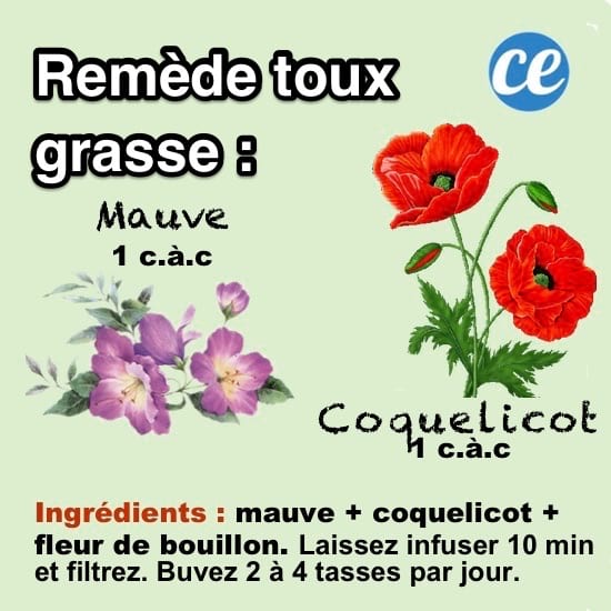 Buvez une tisane à la mauve, coquelicot et bouillon blanc pour soulager votre toux grasse