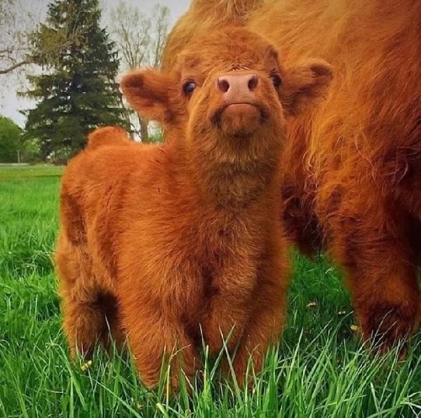 bébé vache roux des Highlands
