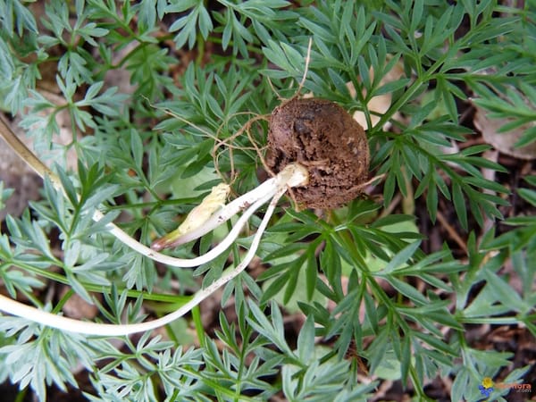 Plantes sauvages comestibles. Conopode-denude-noisette-terre