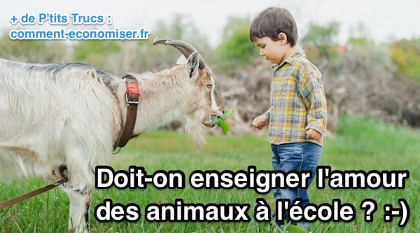 un petit garçon qui nourrit une chèvre avec de l'herbe