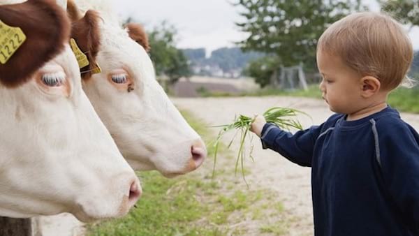 Enfant qui donne à manger à des vaches
