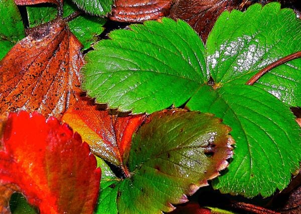 feuilles de fraisier pour soulager les maux de gorge