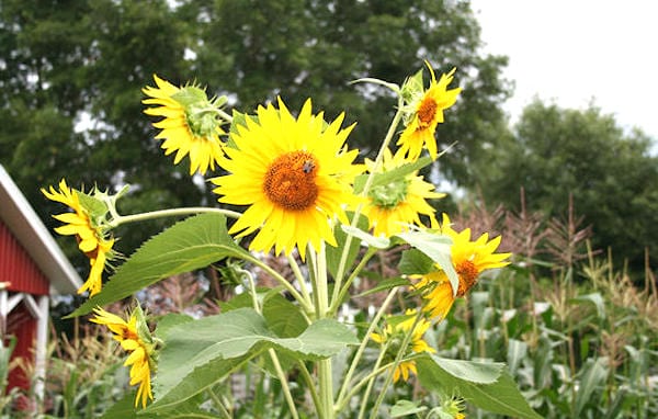 associez de fleurs aux légumes pour faire de l'ombre