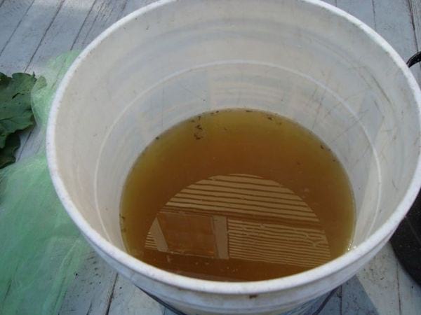 Feuilles de rhubarbe