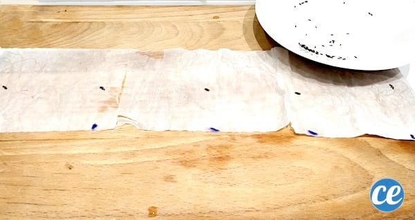 placer les graines sur le ruban de graines pour faciliter plantation