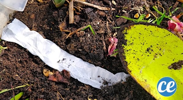 comment planter le ruban de graines