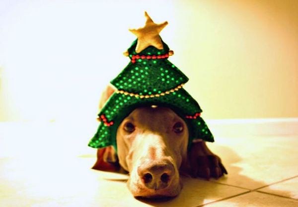 sapin Noël chien