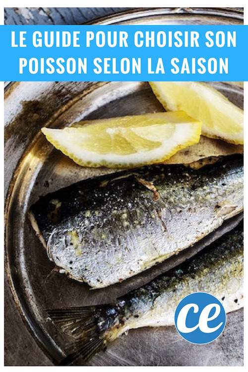 le guide pour bien choisir son poisson selon la saison avec des conseils et des recettes