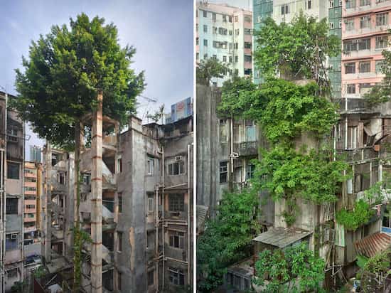 arbres poussent sur béton à hong kong