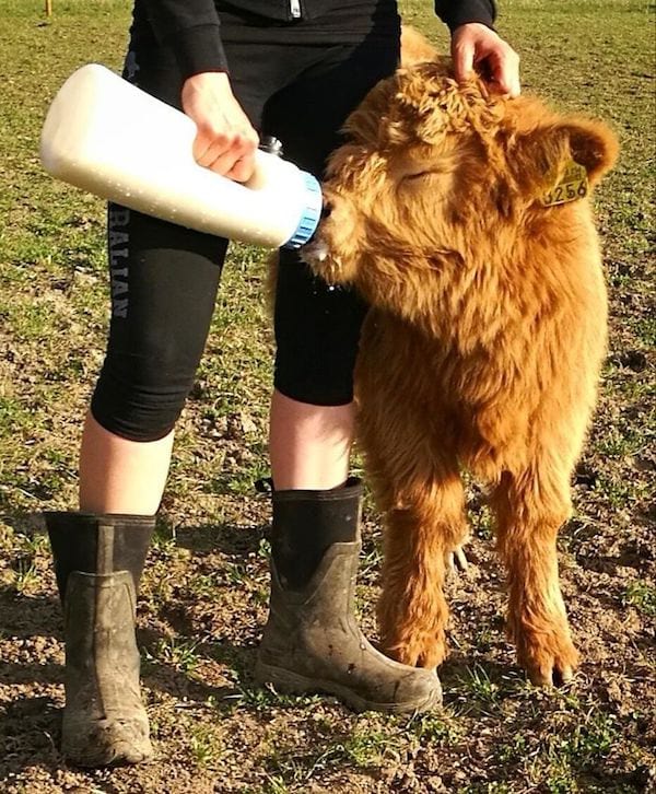 Veau qui boit du lait