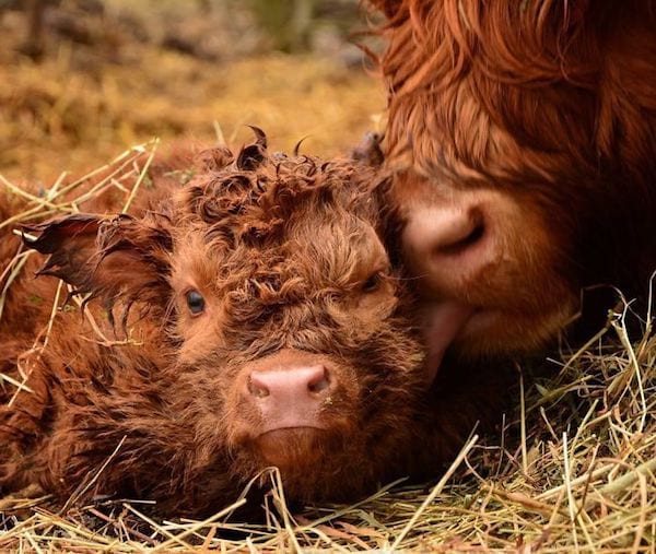 Deux veaux l'un contre l'autre