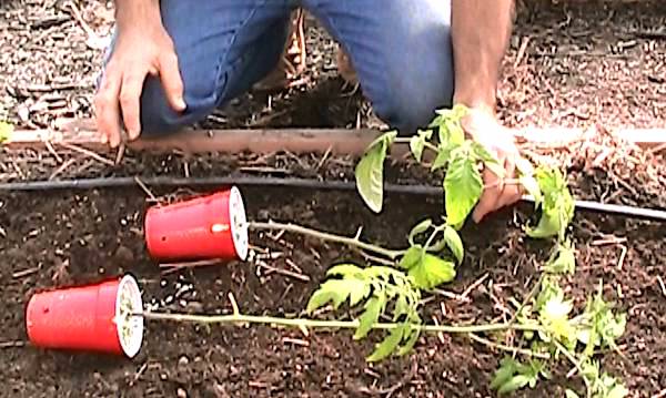 repiquer les tomates das le jardin