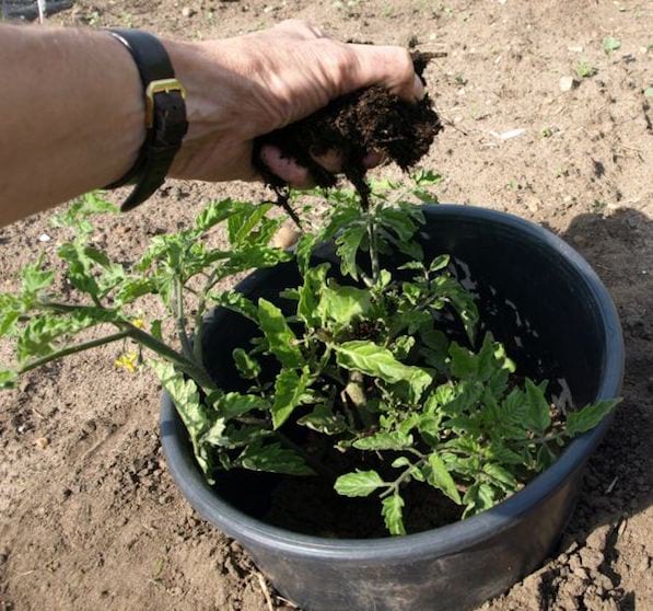 mettre du compost pour engrais dans les tomates