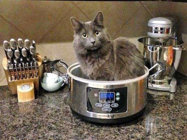 Robot multifonction à louer sur internet entre particuliers