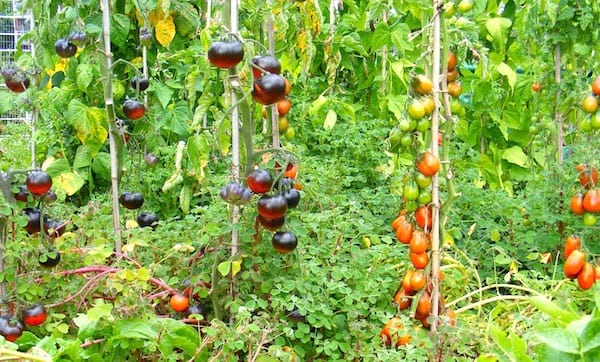 mettre des tuteurs pour faire pousser les tomates