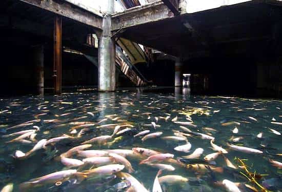 centre commercial abandonné bangkok poisson