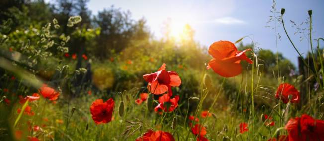 un champs de coquelicots au soleil