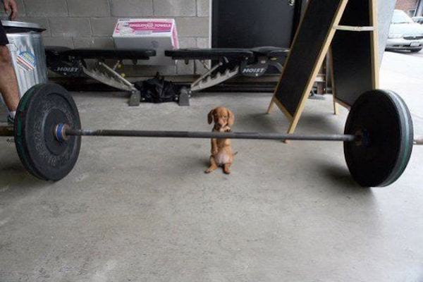 Appareil de musculation à louer entre particuliers