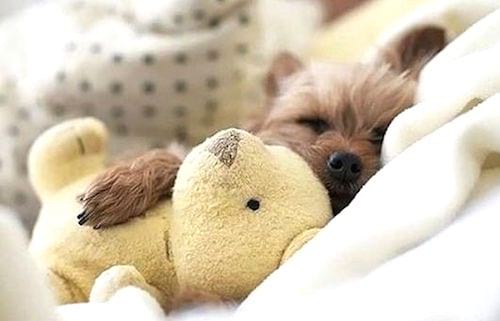 bébé chien et son jouet en peluche