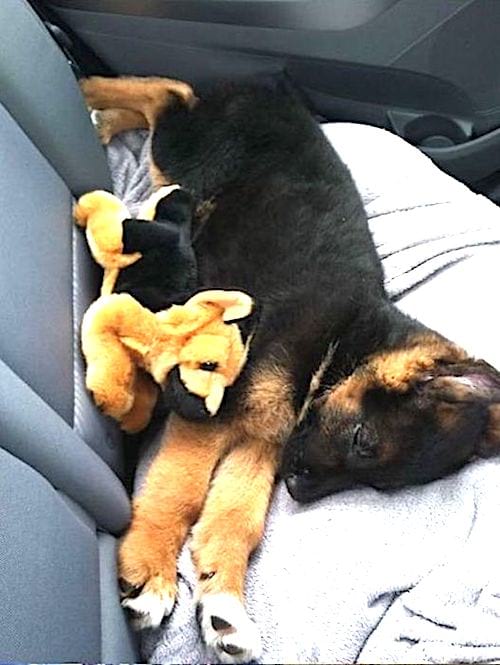 Trop Mignon Photos De Chiots Qui Font Une Sieste Avec Leur Peluche